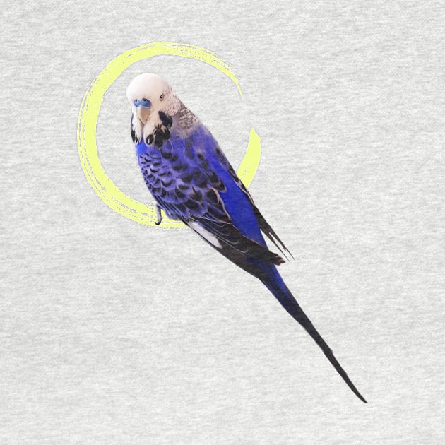 Blue budgie by SanjStudio